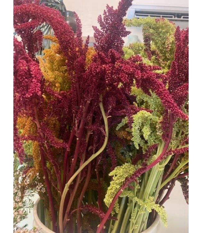 FCS-Amaranthus Stem Asst