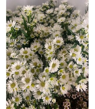 FCS- Aster Stem