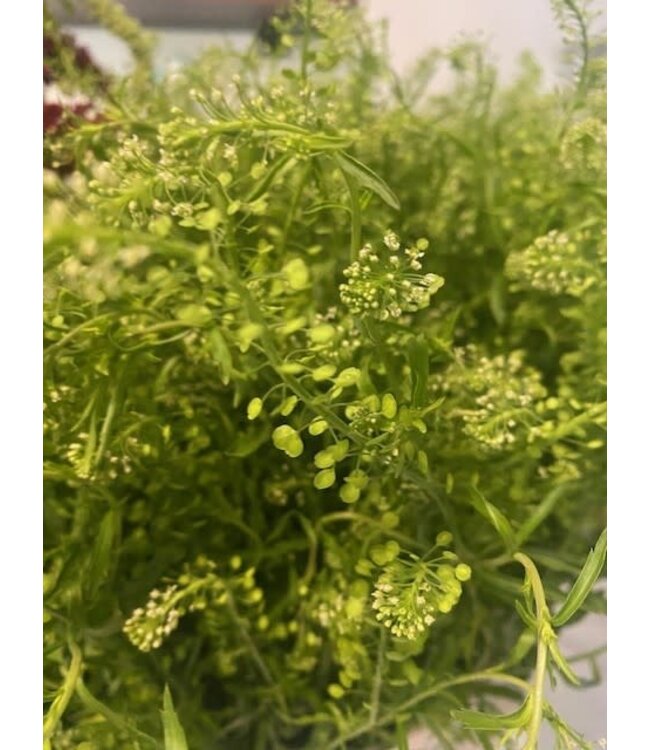 FCS Pennycress Lepidium Green Dragon Single