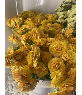 FCS Ranunculus Stem Asst.