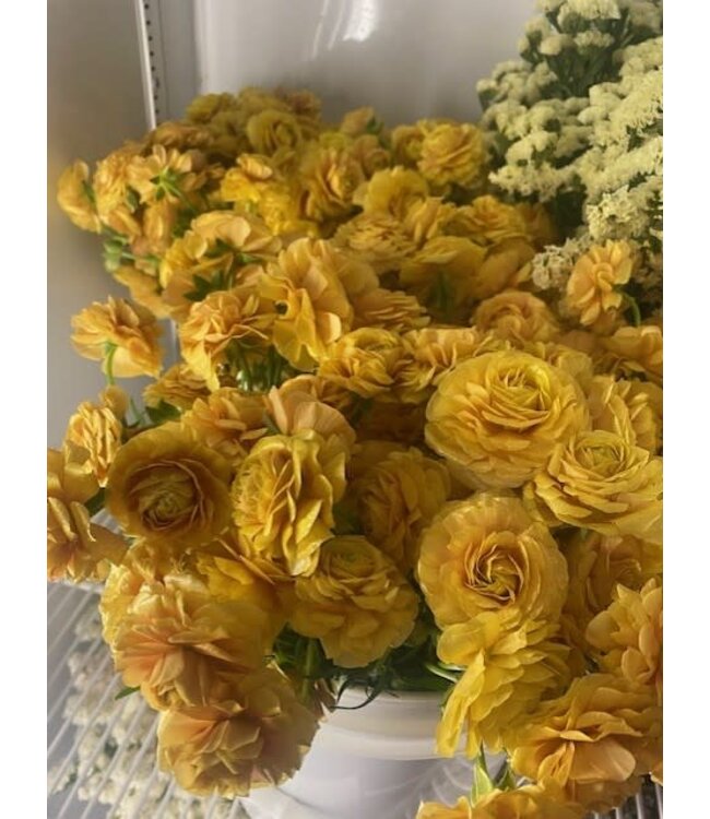 FCS Ranunculus Stem Asst.