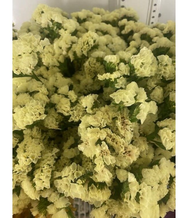 FCS Statice Asst Stem