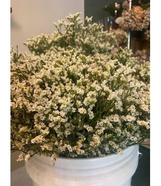 FCS Limonium Stem