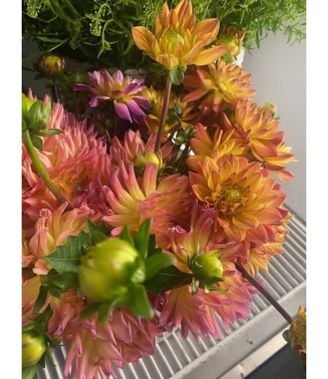 FCS Dahlia Stem Asst