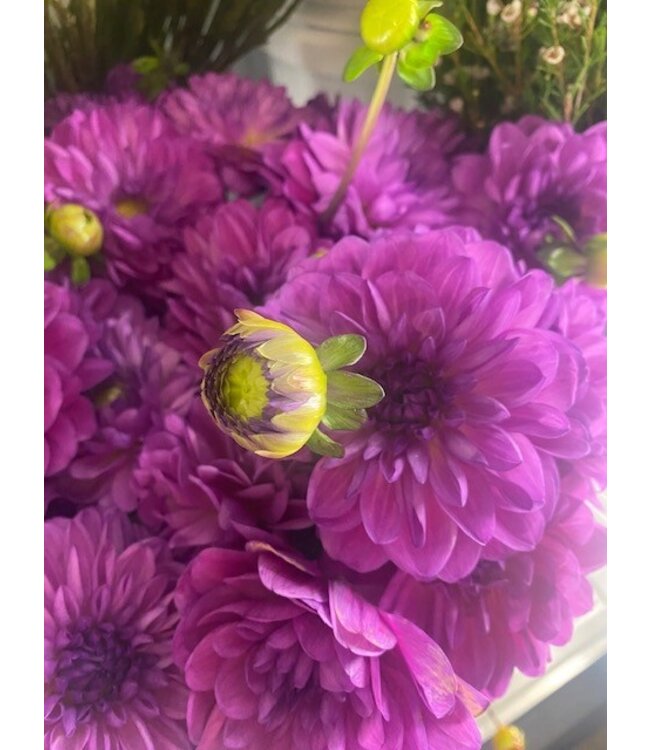 FCS Dahlia Stem Asst