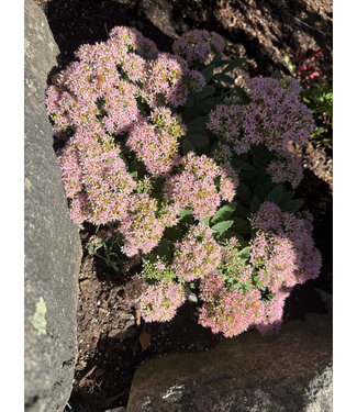 Sedum Neon 1 G