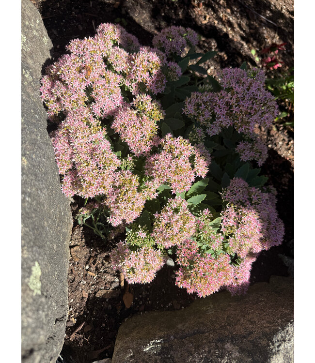 Sedum Neon 1 G