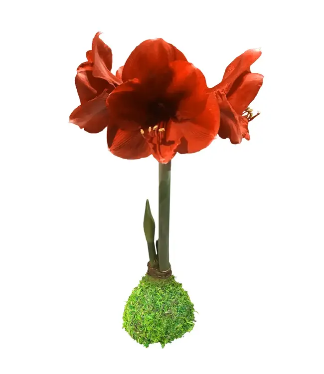 Moss Covered Amaryllis Bulb Red/Orange Flower