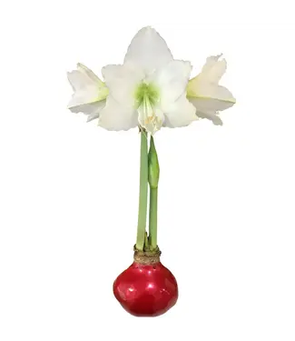 Red Lacquer Waxed Amaryllis Bulb  White Flower