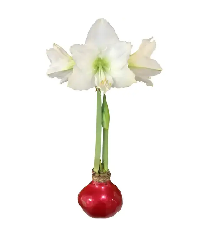 Red Lacquer Waxed Amaryllis Bulb  White Flower