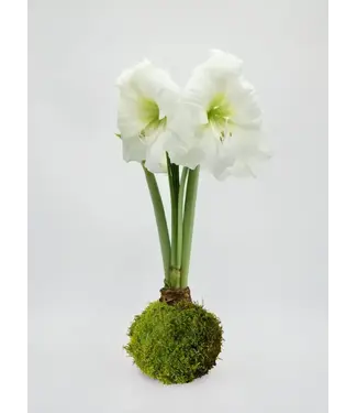 Moss Covered Amaryllis Bulb White Flower