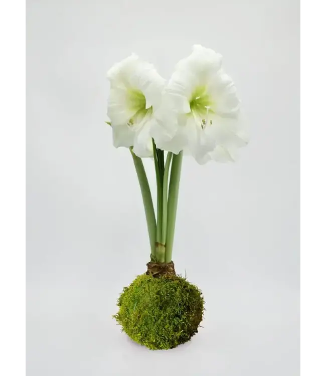 Moss Covered Amaryllis Bulb White Flower