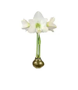 Gold Lacquer Wax Amaryllis Bulb White Flower