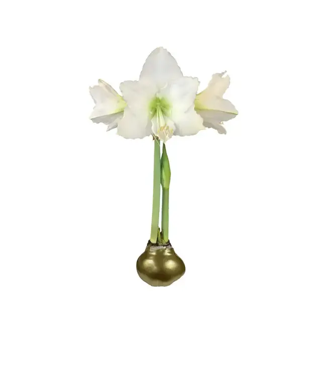 Gold Lacquer Wax Amaryllis Bulb White Flower