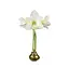 Gold Lacquer Wax Amaryllis Bulb White Flower