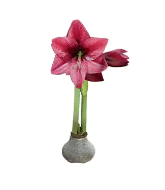 Silver Glitter Amaryllis Bulb Pink Flower