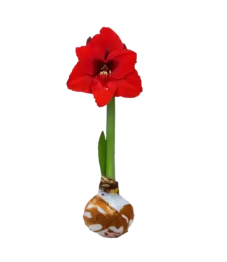 White & Gold Wax Amaryllis Bulb Red Flower