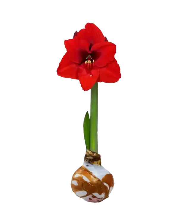 White & Gold Wax Amaryllis Bulb Red Flower
