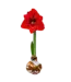 White & Gold Wax Amaryllis Bulb Red Flower