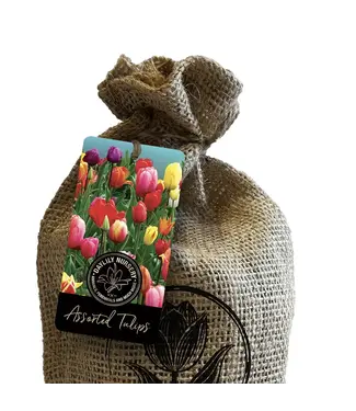 Tulip Landscape Mix Bulbs In Burlap Bag - 20 Count