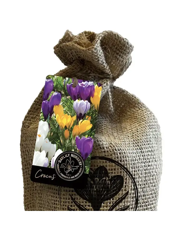 Jumbo Crocus Mixture Bulbs In Burlap Bag - 60 Count