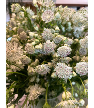 FCS - Astrantia White Sparkling