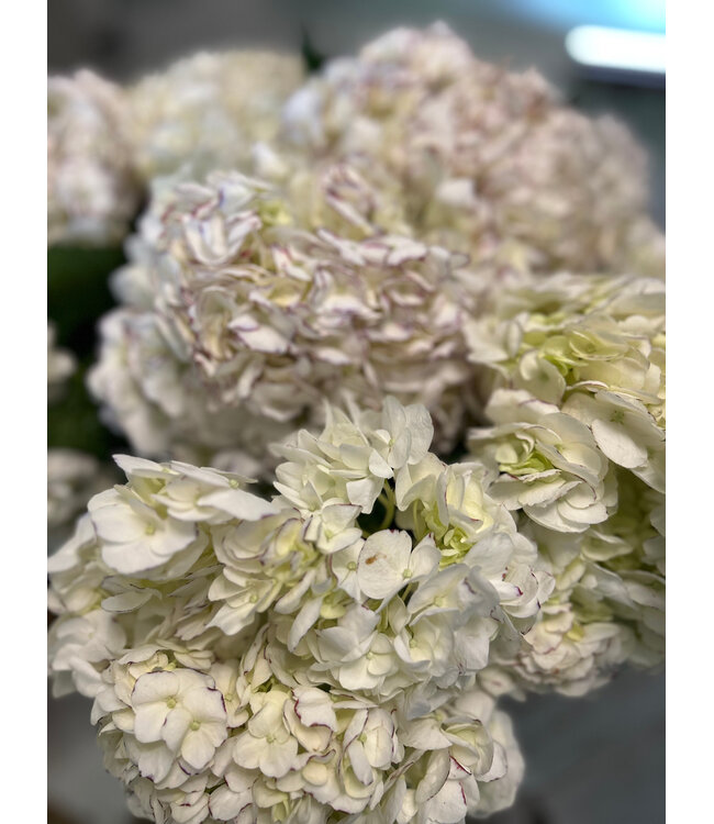 FCS -  Hydrangea Stem