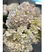FCS -  Hydrangea Stem