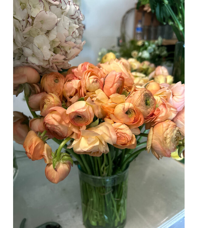 FCS Ranunculus Stem Asst.