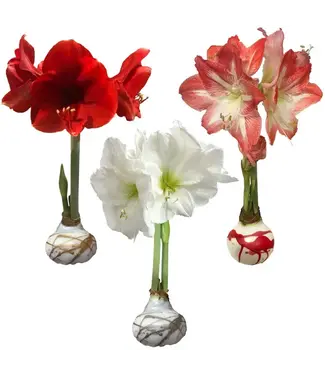 Amaryllis Mixed Splatter Waxed Bulb Asst Flower