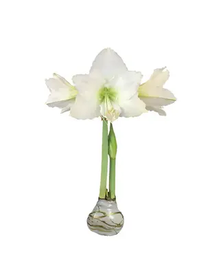 Amaryllis Gold Waxed Splatter Base (White Flower)