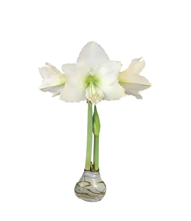 Amaryllis Gold Waxed Splatter Base (White Flower)
