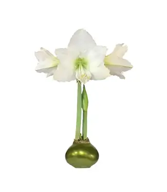 Amaryllis Olive Waxed Base (White Flower)