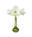 Amaryllis Olive Waxed Base (White Flower)