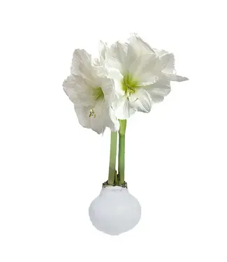 Amaryllis White Wax with White Flower