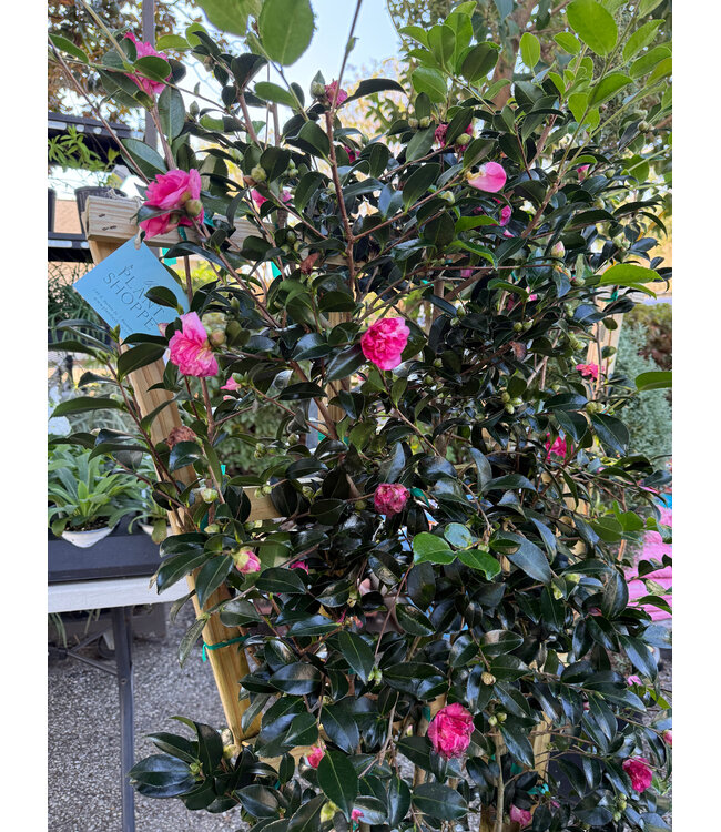 The Plant Shoppe Sparkling Burgundy, Sasanqua Standard 15G