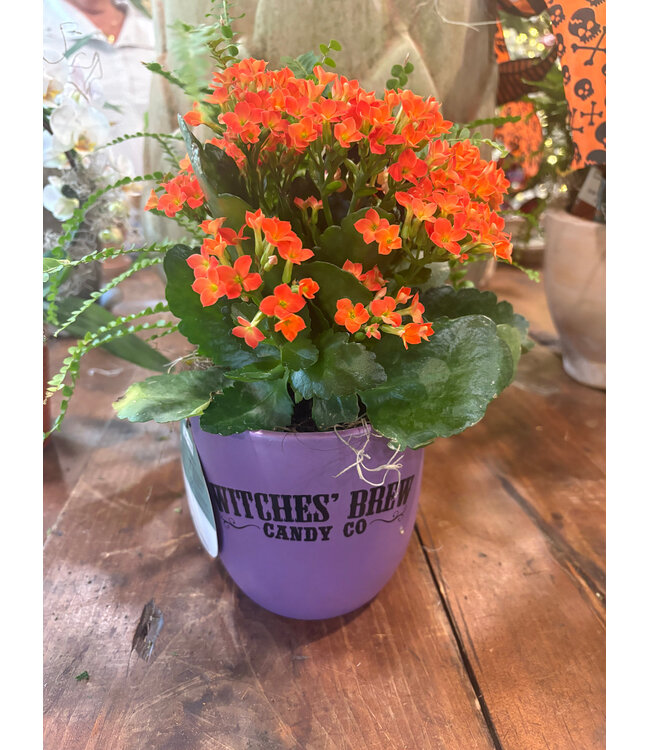 Indoor Garden Glenda's Brew