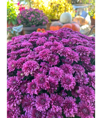 Chrysanthemum 8" Deco Container Asst Colors