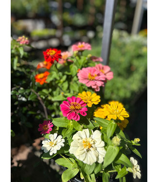 Zinnia Asst 1 G