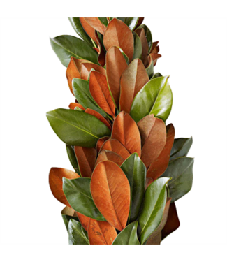Garland Magnolia 10'