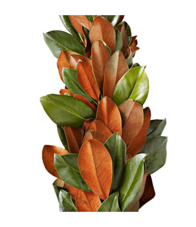 Garland Magnolia 10'
