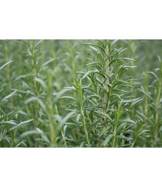 Herb - Rosemary Abraxas 1G