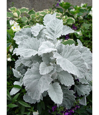 Dusty Miller 'New Look' 4"