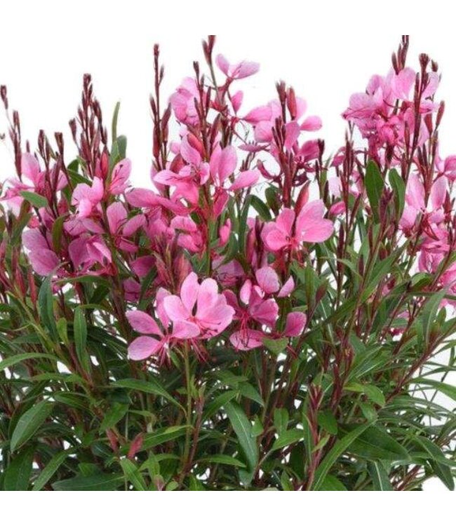 Gaura Steffi Dark Rose 4"