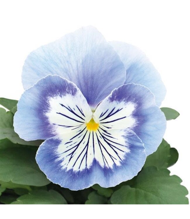 Pansy 4" - Cats Plus Marina