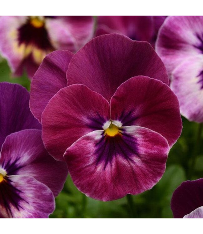 Pansy 4" - Cool Wave Raspberry