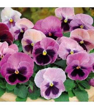 Pansy 4" - SPR Matrix Pink Shades
