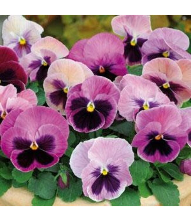 Pansy 4" - SPR Matrix Pink Shades