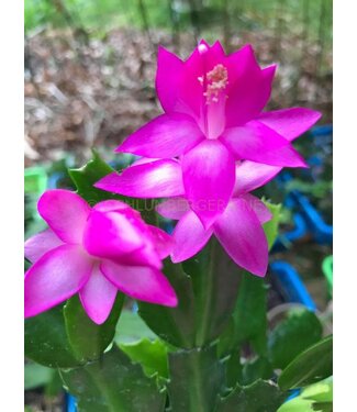 Zygo Cactus Cyber Pink HB 8"