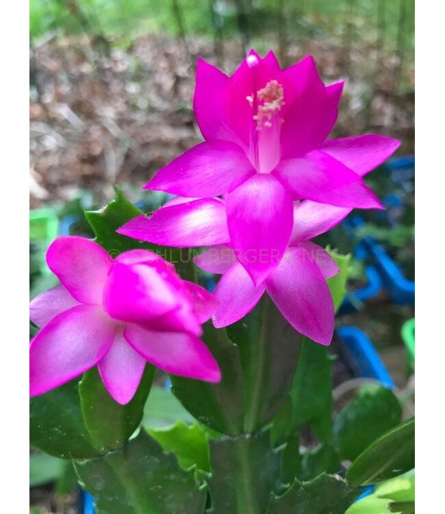 Zygo Cactus Cyber Pink HB 8"